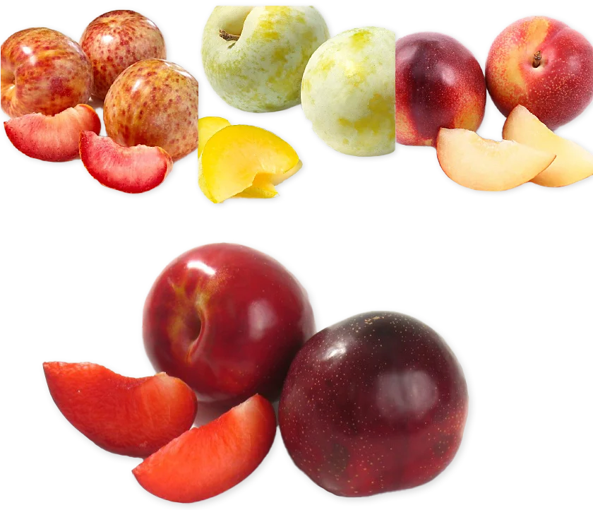Plumcots™ (SEASONAL-SUMMER)