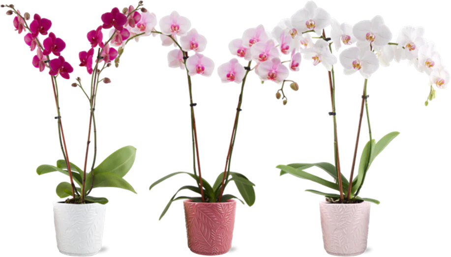 Medium Phalaenopsis Orchid in Ceramic
