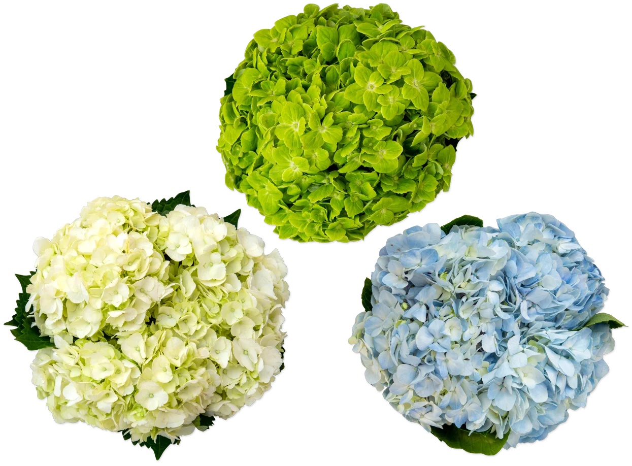 Hydrangea 3-stem