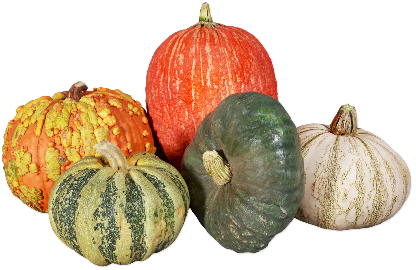 Autumn Mixed Pumpkins (LIMITED-FALL)