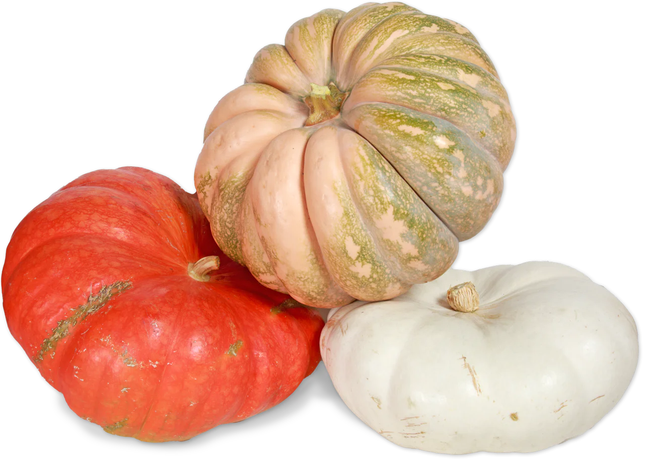 Fall Fantasy Pumpkin (LIMITED-FALL)