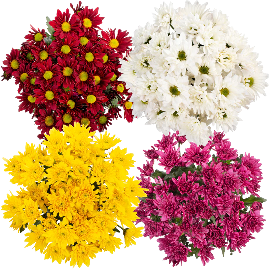 Big Bunch Chrysanthemum (LIMITED-FALL)