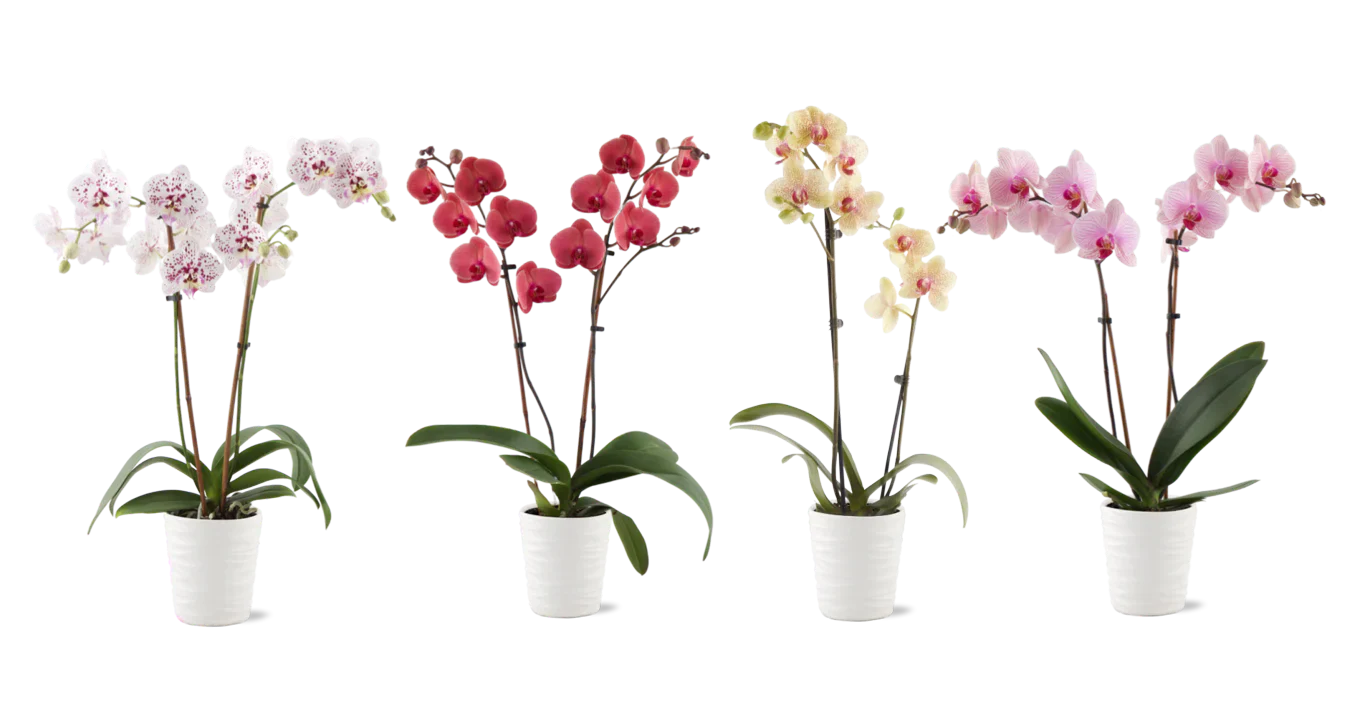 Flowers & Plants