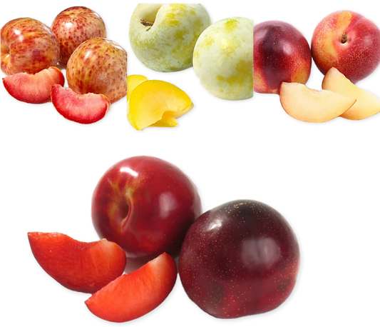 Plumcots™ (SEASONAL-SUMMER)