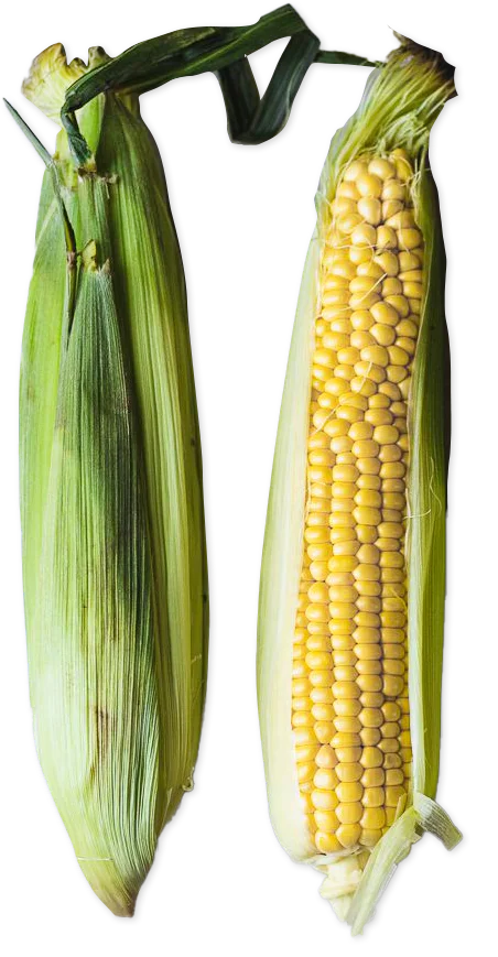 Corn on the Cob