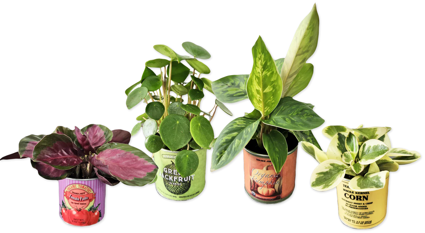 Mini Can Foliage (LIMITED-FALL)
