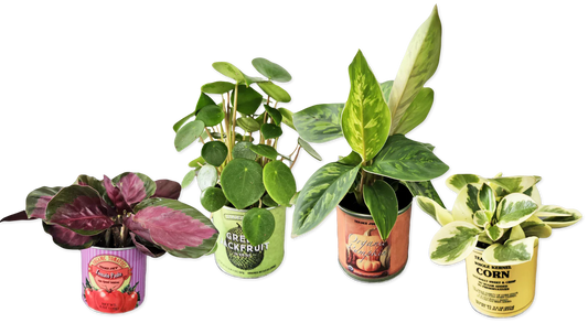 Mini Can Foliage (LIMITED-FALL)