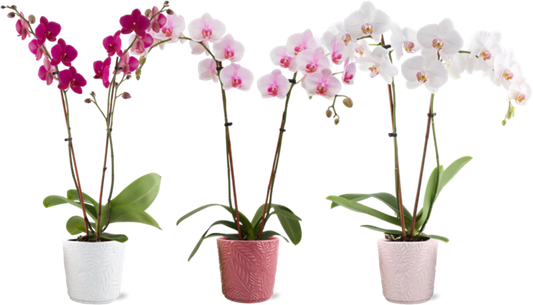 Medium Phalaenopsis Orchid in Ceramic