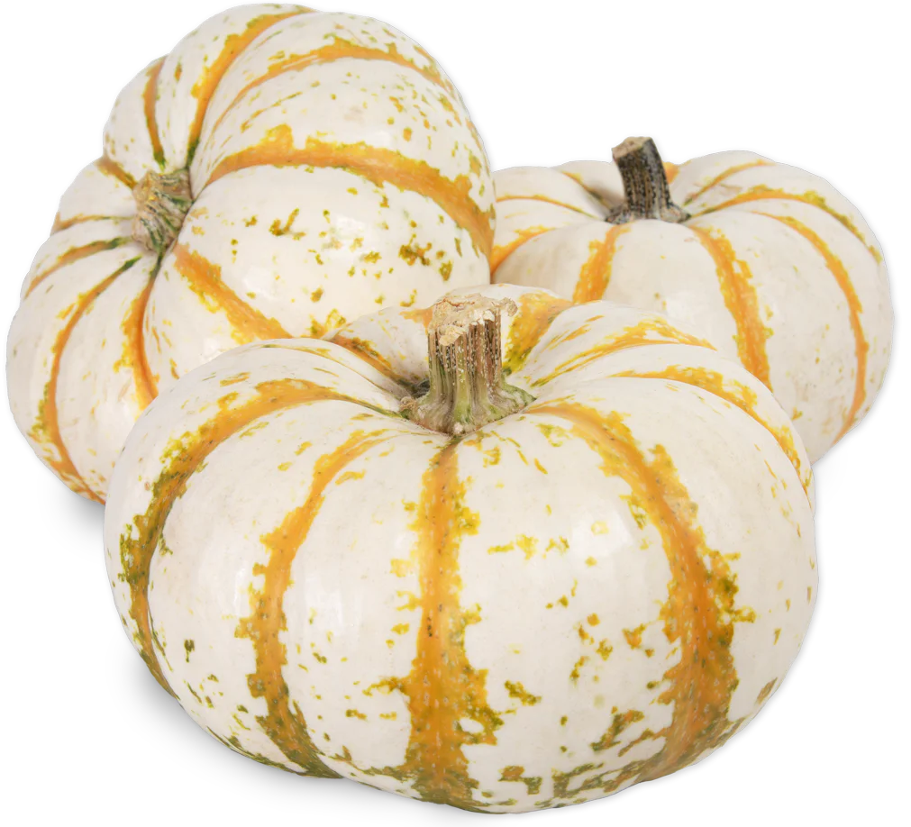 Lil' Tiger Stripe Pumpkin (LIMITED-FALL)