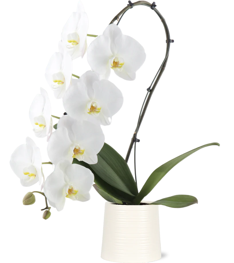 Premium Jumbo Orchid in Ceramic
