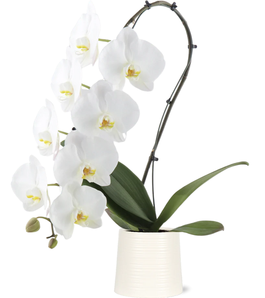 Premium Jumbo Orchid in Ceramic