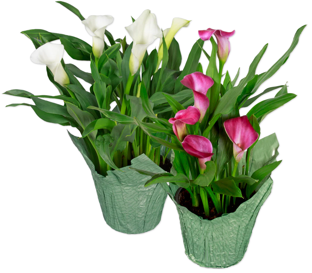 Premium Calla Lily