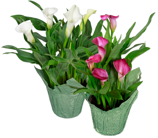 Premium Calla Lily