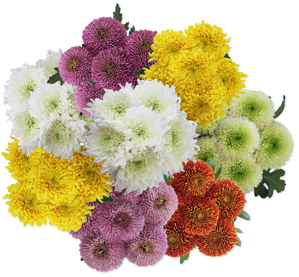 Jumbo Mum Balls (LIMITED-FALL)
