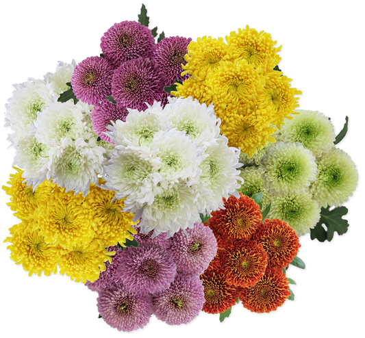 Jumbo Mum Balls (LIMITED-FALL)