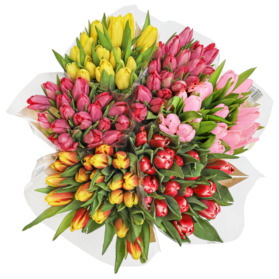 Tulips 20 Stem Bunch