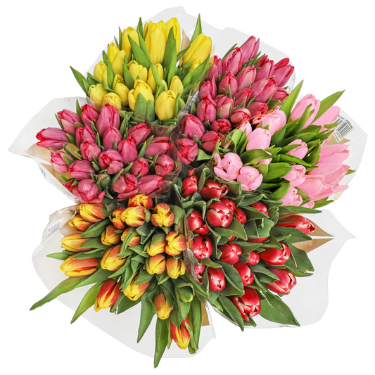 Tulips 20 Stem Bunch