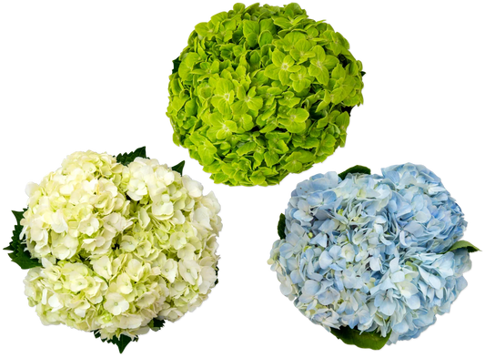 Hydrangea 3-stem