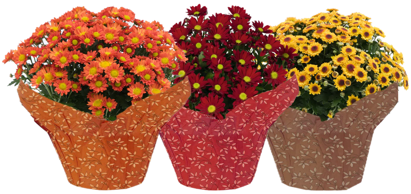 Mum Fleurettes (LIMITED-FALL)