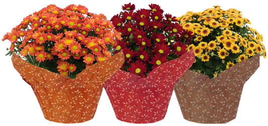 Mum Fleurettes (LIMITED-FALL)