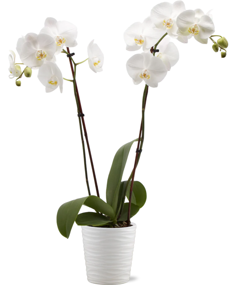 White Phalaenopsis Orchid in Ceramic