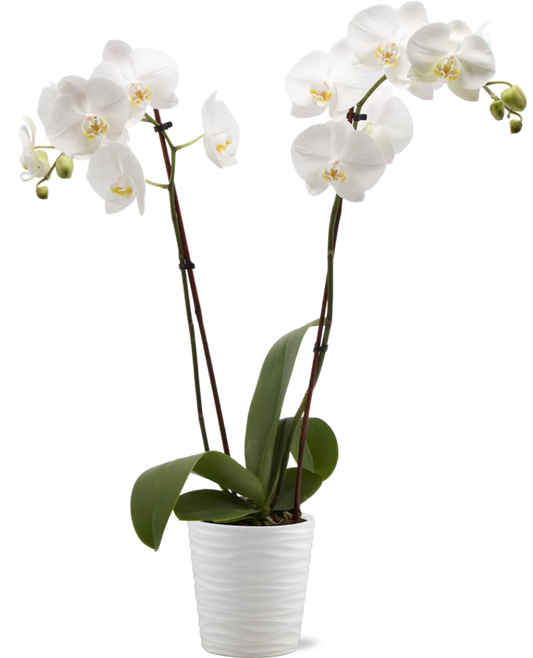 White Phalaenopsis Orchid in Ceramic