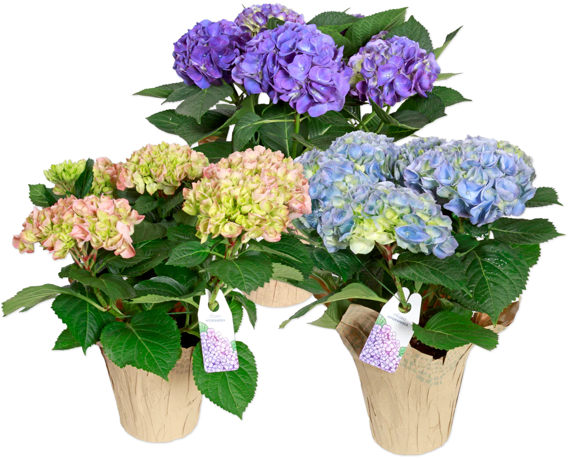 Potted Multi-Bloom Hydrangea (LIMITED SPRING)