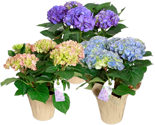 Potted Multi-Bloom Hydrangea (LIMITED SPRING)