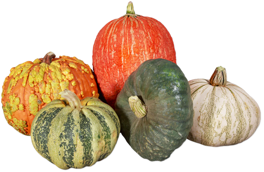 Autumn Mixed Pumpkins (LIMITED-FALL)