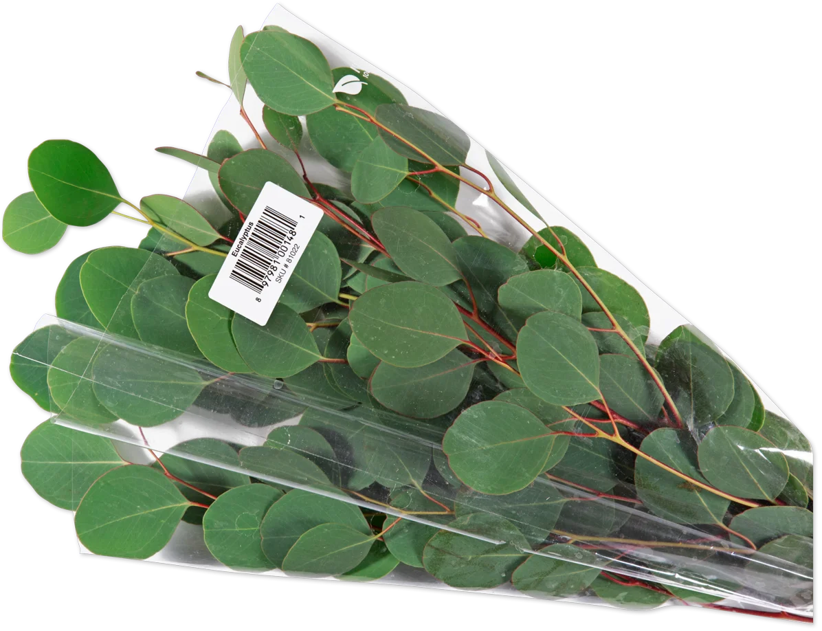 Eucalyptus