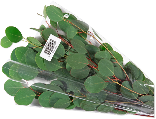 Eucalyptus