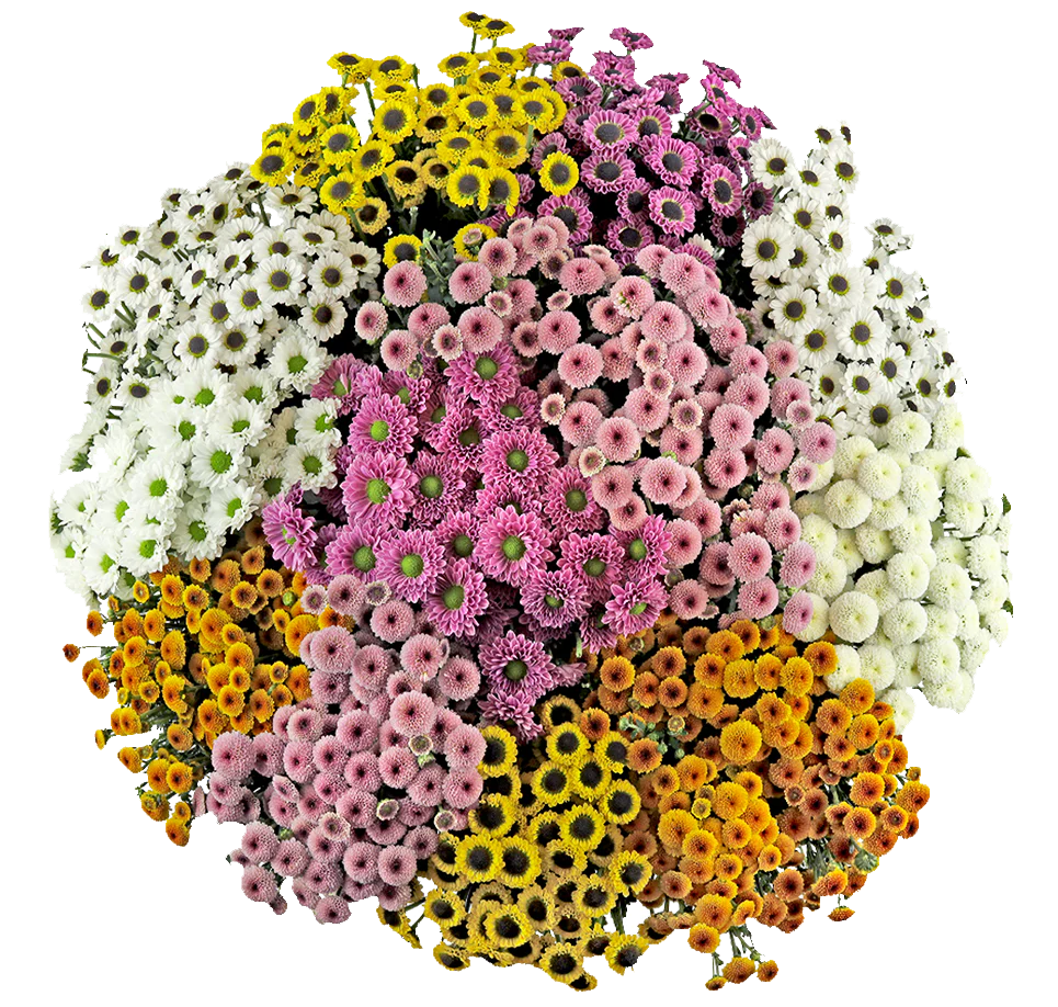 Dotty Micro Poms Bunch (LIMITED-FALL)