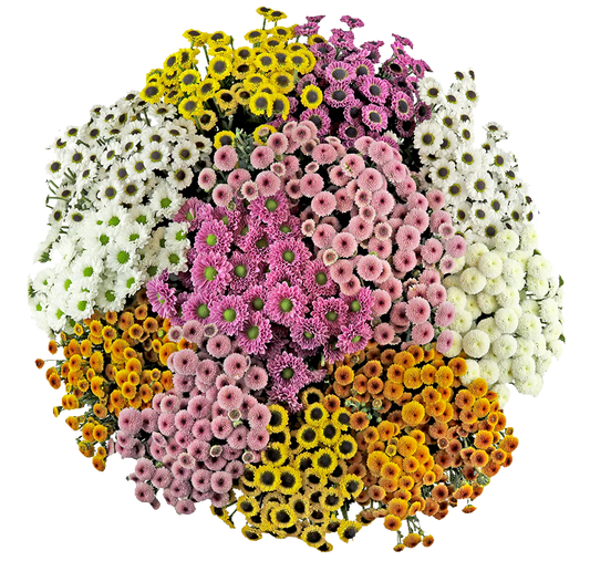 Dotty Micro Poms Bunch (LIMITED-FALL)