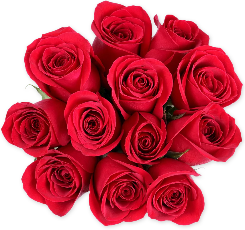 Dozen Red Roses