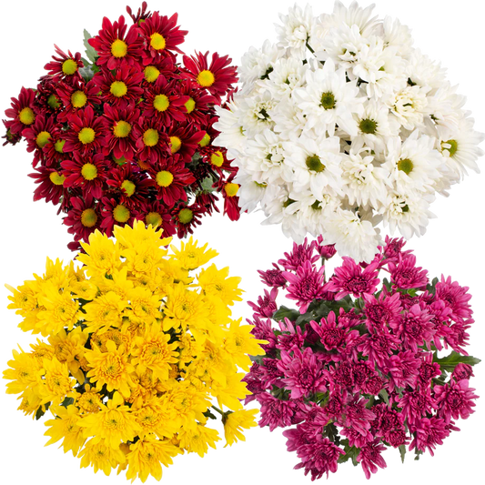 Big Bunch Chrysanthemum (LIMITED-FALL)
