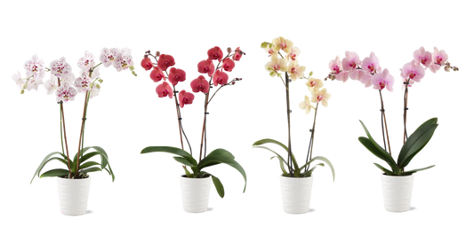 Phalaenopsis Orchid, Assorted Colors