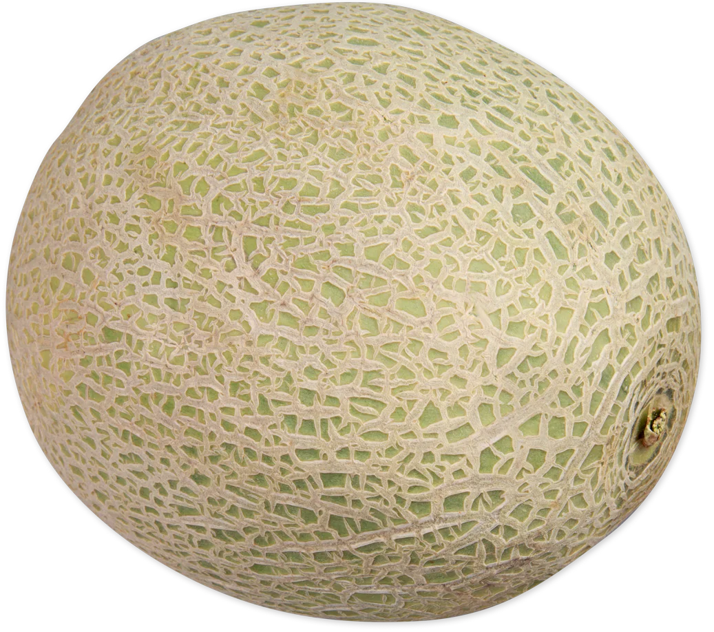 Cantaloupe